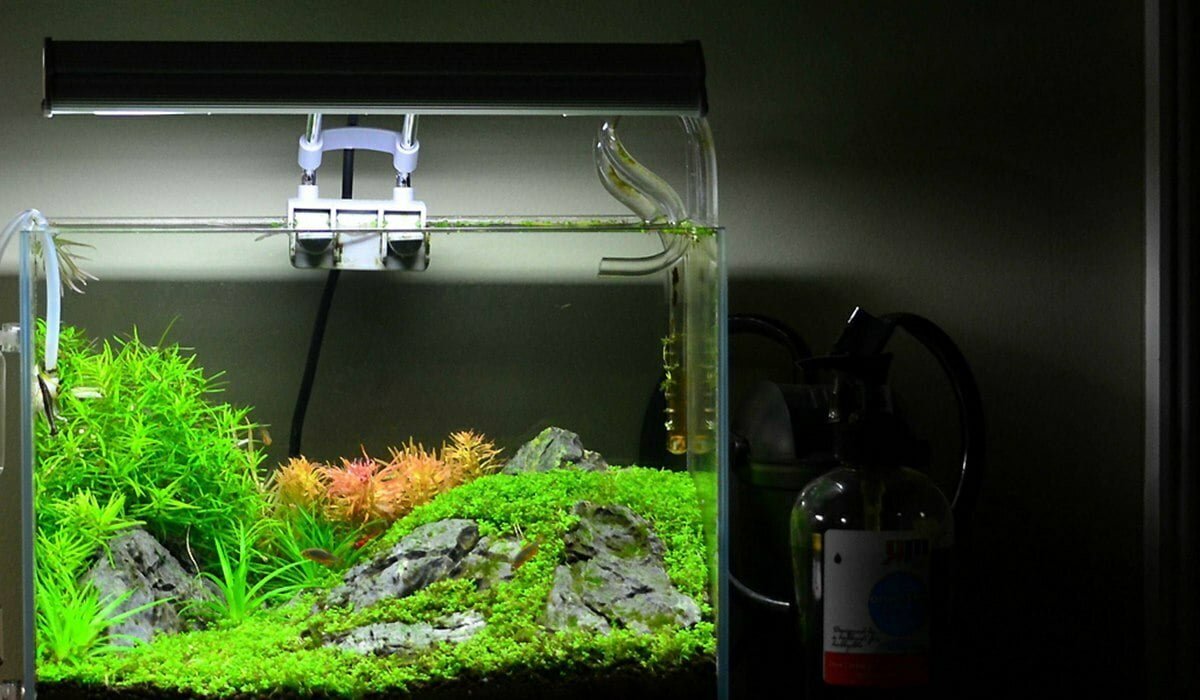 Perfect For Aquascapes! 5 Types of Aquarium Filters You Must Know ...